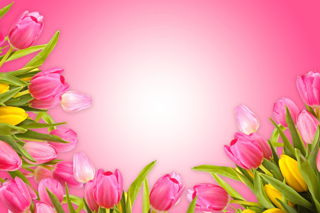 Обои картинки фото цветы, тюльпаны, fresh, love, pink, розовый, фон, romantic, tulips, flowers