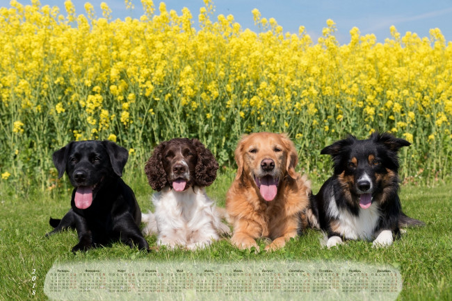 Обои картинки фото календари, животные, собака, взгляд, четверо, растения