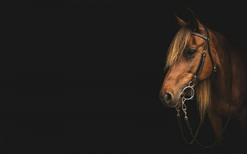 Картинка животные лошади лошадь гнедая уздечка