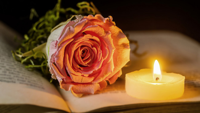Обои картинки фото цветы, розы, книга, бутон, роза, свеча