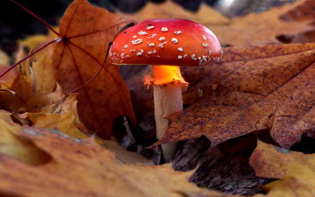 Обои картинки фото природа, грибы,  мухомор, листья, мухомор, осень
