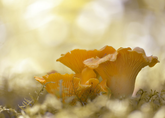 Обои картинки фото природа, грибы, боке, лисички, семейка