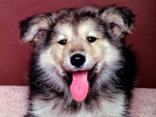 Картинка животные собаки щенок язык