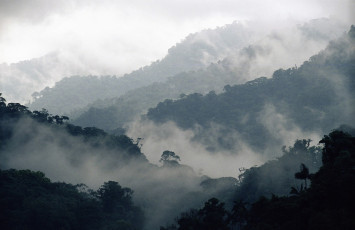 обоя природа, горы, деревья, туман