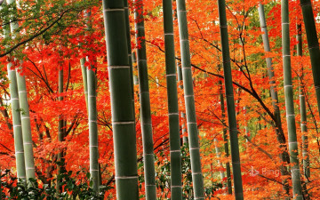 обоя природа, лес, бамбук, осень