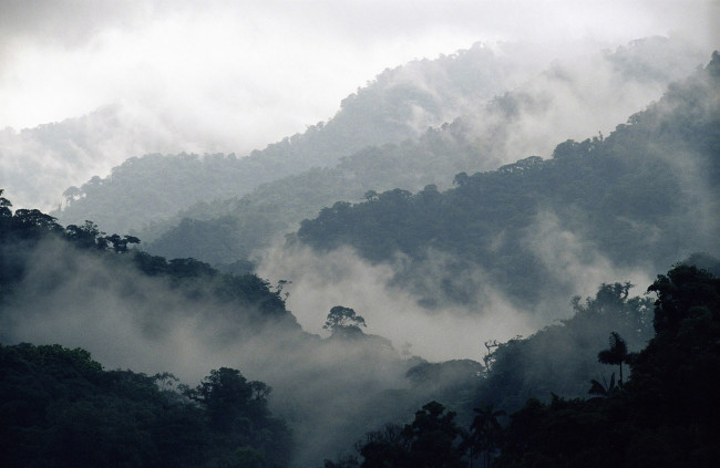 Обои картинки фото природа, горы, деревья, туман