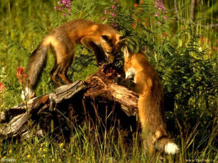 Картинка животные лисы
