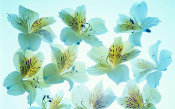 Картинка цветы альстромерия