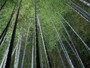 Картинка природа лес ночь бамбук