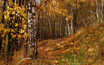 Картинка природа лес осень деревья листья