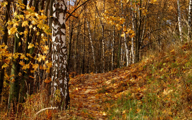 Обои картинки фото природа, лес, осень, деревья, листья