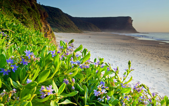 Обои картинки фото природа, побережье, пляж, цветы, скалы