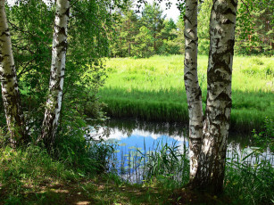 Картинка природа реки озера трава Ярославль деревья река
