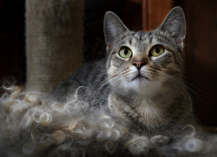 Картинка животные коты кот морда выражение