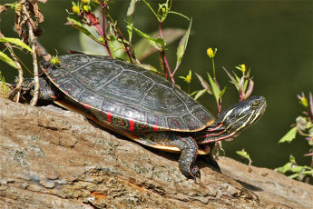 Картинка животные Черепахи бревно черепаха