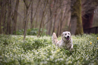 Картинка животные собаки лес прогулка радость весна цветы