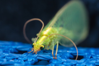 Картинка златоглазка животные насекомые макро