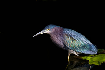 Картинка животные цапли вода лист птица отражение