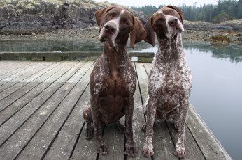 Картинка животные собаки река мостик две морды выражение