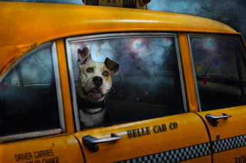 Картинка животные собаки такси