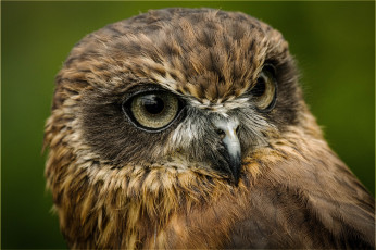 Картинка животные совы сова клаза взгляд