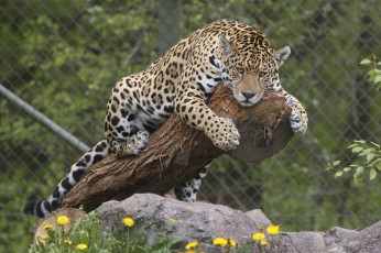 Картинка животные Ягуары бревно ягуар отдых