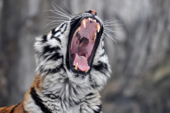 Картинка животные тигры зевает пасть клыки амурский тигр