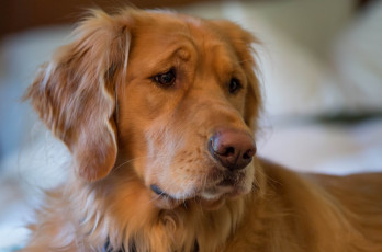 Картинка животные собаки собака морда глаза выражение