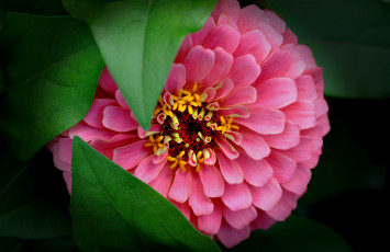 Картинка цветы цинния лепестки макро