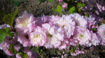 Картинка цветы сакура вишня кустарники цветущие деревья