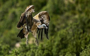 Картинка животные птицы хищники гриф парение крылья размах