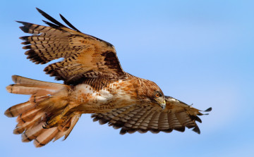Картинка животные птицы хищники орел полет крылья размах