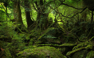 Картинка природа лес мох зеленый корни камни
