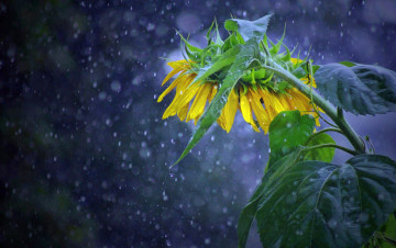 Картинка цветы подсолнухи подсолнух дождь