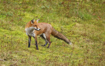 Картинка животные лисы луг трава лисичка