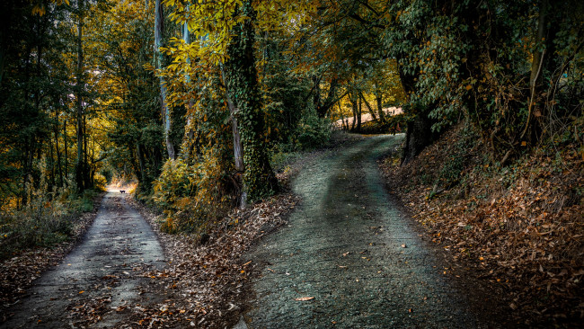 Обои картинки фото природа, дороги, лес, дорога, развилка, листва