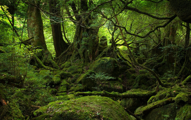 Обои картинки фото природа, лес, мох, зеленый, корни, камни