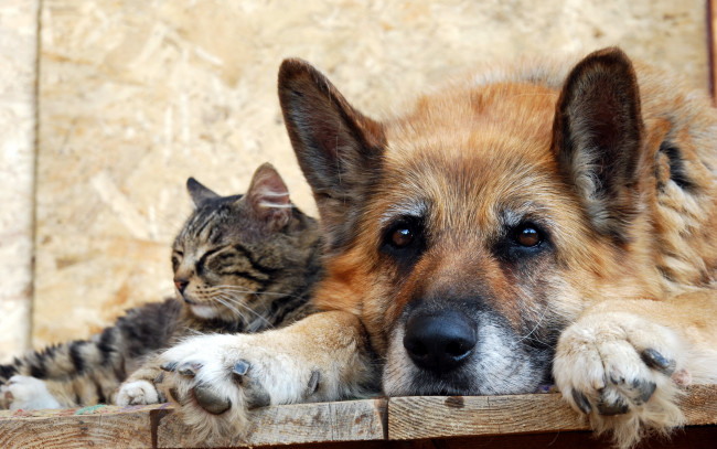 Обои картинки фото животные, разные, вместе, дружба, друзья, овчарка, кошка, собака, кот