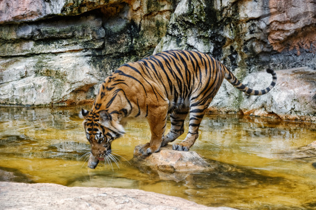 Обои картинки фото животные, тигры, тигр, водоем, купание, пробует, воду