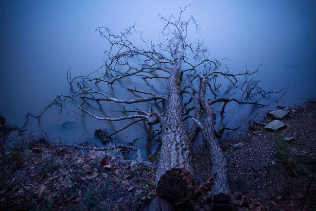 Обои картинки фото природа, деревья, упавшее, дерево, туман, берег, озеро