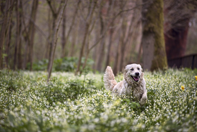 Обои картинки фото животные, собаки, лес, прогулка, радость, весна, цветы