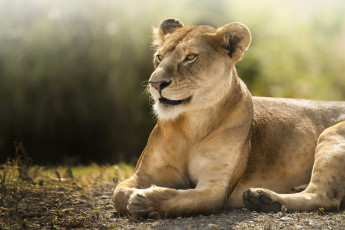 Картинка животные львы кошки лев