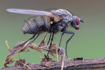 Картинка животные насекомые макро зелёный фон утро насекомое травинка муха
