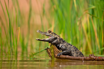 Картинка животные крокодилы водоем пасть крокодил коряга зубы