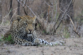 Картинка животные леопарды кошка хищник морда лежит отдых мощь