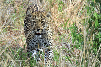 Картинка животные леопарды морда заросли хищник прогулка