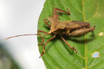 Картинка животные насекомые itchydogimages макро жук лист клоп
