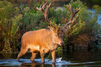 Картинка животные олени рога морда водоем заросли осень