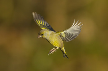 Картинка животные птицы птица крылья