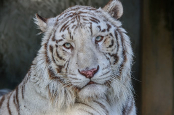 Картинка животные тигры белый кошка морда портрет